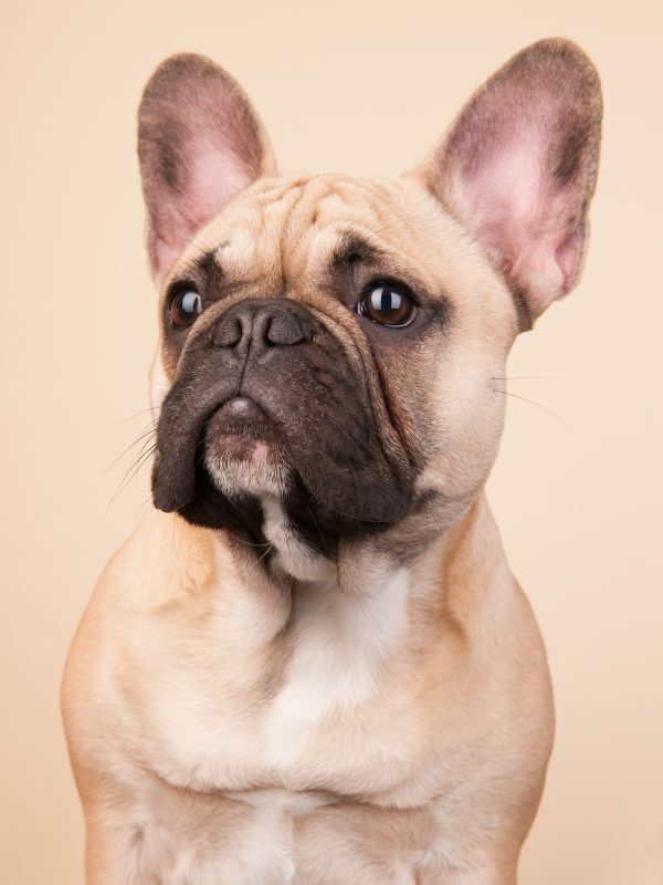 cute French bulldog