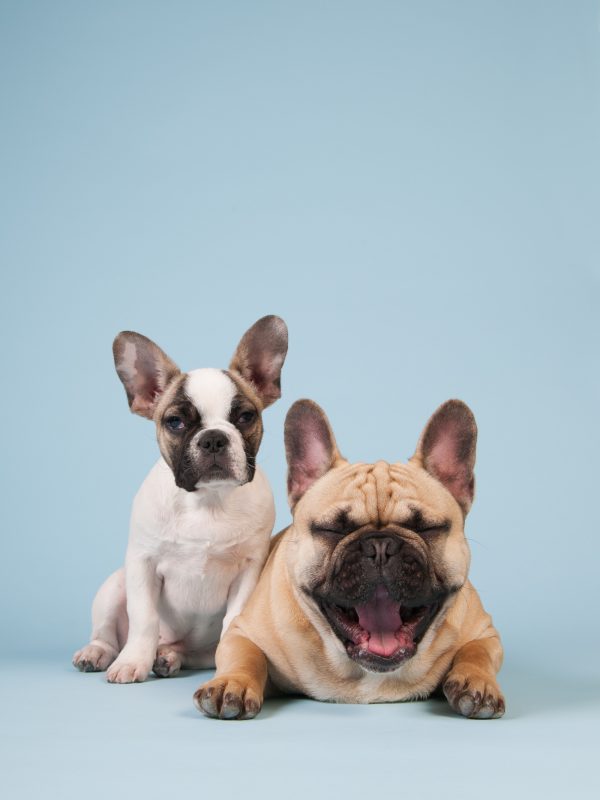 benefits of CBD for puppy and adult dog